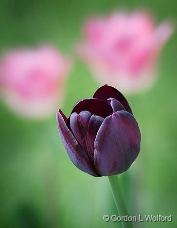 Three Tulips_25226.jpg - Photographed at Smiths Falls, Ontario, Canada.